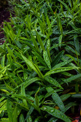 Spring green herb. Drops of dew after a rain. The leaves are elongated and sharp. Pattern.