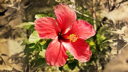 ハイビスカス