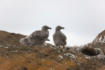 Antarctic pair of skuas close up on a cloudy winter day