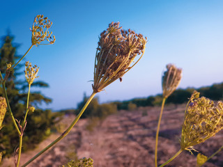 field of flowers