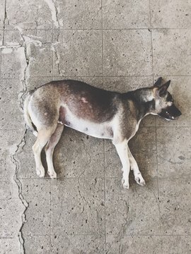 Dead Dog Lying On Street