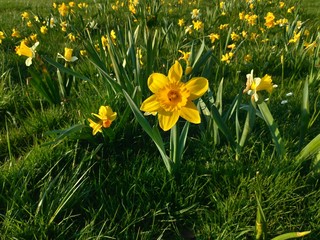 Fototapeta premium Daffodils