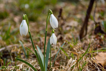 Snowdrop or common snowdrop (Galanthus nivalis) flowers