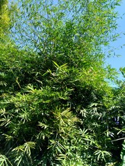 Green bamboo tree with natural background. Bamboos are evergreen perennial flowering plants in the subfamily Bambusoideae of the grass family Poaceae.