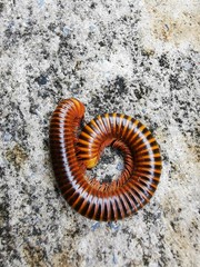 close up of a caterpillar
