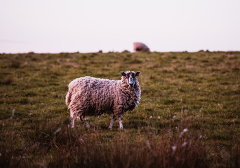 Fototapeta premium sheep in a meadow