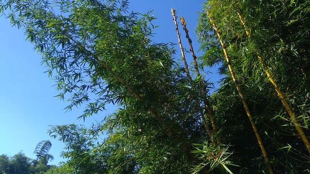 Green bamboo tree with natural background. Bamboos are evergreen perennial flowering plants in the subfamily Bambusoideae of the grass family Poaceae.