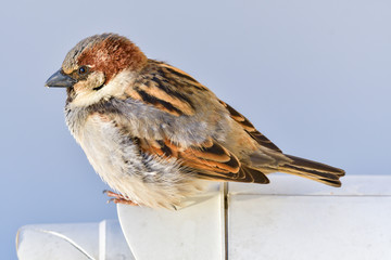 Male House Sparrow (Passer domesticus)