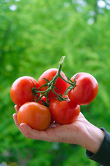 A branch of red fresh tomatoes on the palm of a farmer. Blurred natural green background. Copy space. Vertical image.