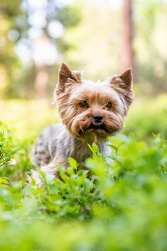 Healthy happy cute little yorkshire terrier in wood on spring.