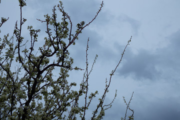 white flowers with cloudy sky background