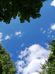 Obraz premium Green tree branches on a background of bright sky and clouds. There is a place for text, copy space. Background, postcard, frame.