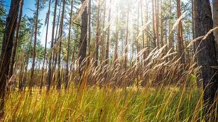 Landscape of high grass in the pine forest against bright sun light rays