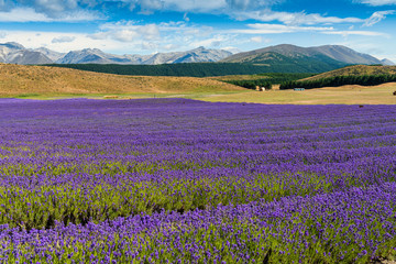 Fototapeta na wymiar Lavender Fields just outside the town of Twizel in New Zealand 
