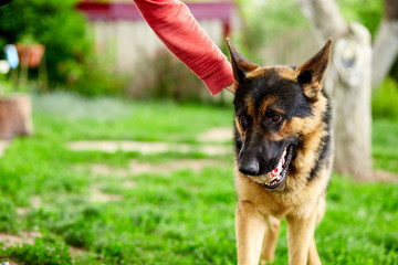 Woman hand petting a dog, German shepherd play in the park. Portrait of a purebred dog. German Shepherd on the grass, dog in the park, dogs portrait