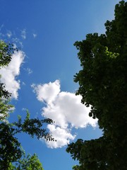 Green tree branches on a background of bright sky and clouds. There is a place for text, copy space. Background, postcard