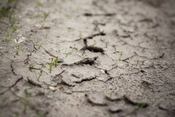 Dry cracked soil close up	