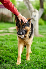 Woman hand petting a dog, German shepherd play in the park. Portrait of a purebred dog. German Shepherd on the grass, dog in the park, dogs portrait
