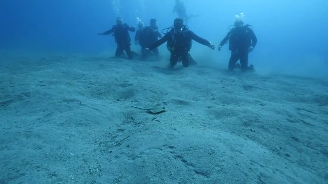 scuba divers diving and watching  stingray fish underwater  around them  under the water ocean scenery human and animal