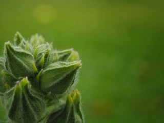 Flower will bloom soon.