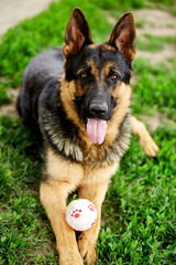 German shepherd lying on the grass in the park. Portrait of a purebred dog. Looking in the camera. German Shepherd on the grass, dog in the park, dogs portrait