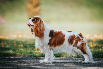 Beautiful dog in the grass background. Kavalier king charles spaniel	