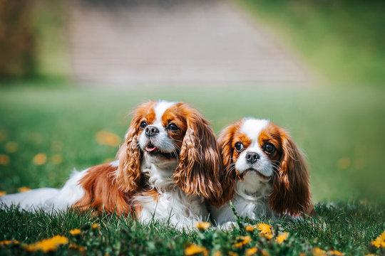 Beautiful dog in the grass background. Kavalier king charles spaniel