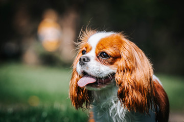 Beautiful dog in the grass background. Kavalier king charles spaniel	