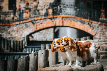 Beautiful dog in the grass background. Kavalier king charles spaniel