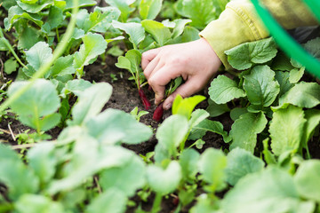 young woman planting tomato seedling