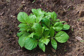 The young leaves, the sprouts of potatoes on the ground. The cultivation of crops