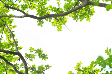 新緑のフレーム