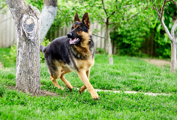 Naklejka na ściany i meble German shepherd running on the grass in the park. Portrait of a purebred dog. Looking in the camera. German Shepherd on the grass, dog in the park, dogs portrait