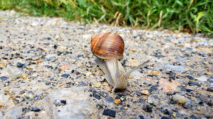 Schnecken-Wanderung