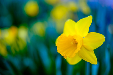 nice daffodil flower