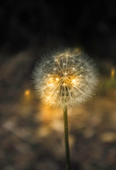 Gorgeous Dandelion with light shining through glow and ethereal.