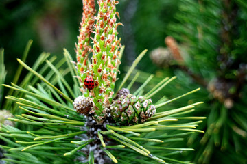 ladybug on a pine branch