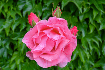 rosa, roza, flores, color rosa