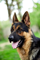 German shepherd lying on the grass in the park. Portrait of a purebred dog. Looking in the camera. German Shepherd on the grass, dog in the park, dogs portrait
