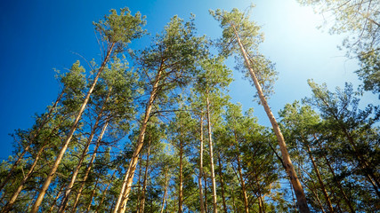 Beautiul pine tree tops in forest against clear blue sky