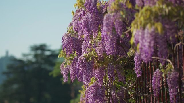 Spring Flowers on a Lake in Italy