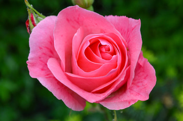 rosa, roza, flores, color rosa
