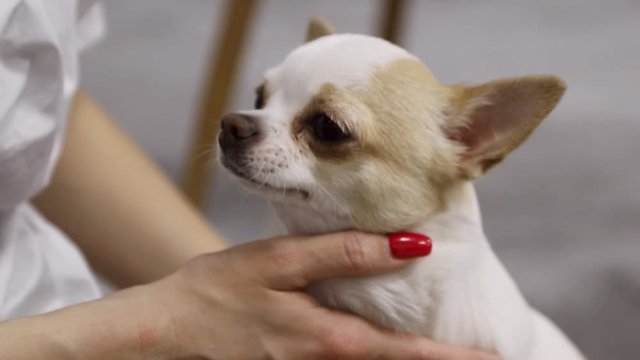 Close-up of a charming chihuahua. beautiful female hands hostess pet. cute pet Mature dog. Inseparable. Studio. Indoors. Without face