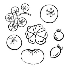 Different types of tomatoes. Black line sketch collection of vegetables isolated on white background. Doodle hand drawn vegetable icons. Vector illustration