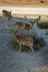 ciervos, venado, cornamenta, Animales, animal salvaje, naturaleza, ganader&iacute;a, ganado, mascota, 
