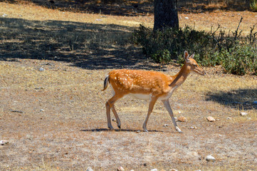ciervos, venado, Animales, animal salvaje, naturaleza, ganadería, ganado, mascota, 