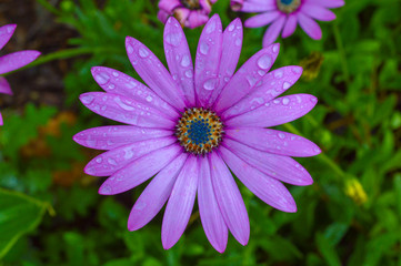 flor, planta, morada, margarita
