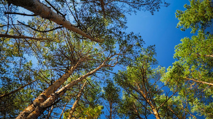View from the ground clear blue sky and high pine trees growing in forest