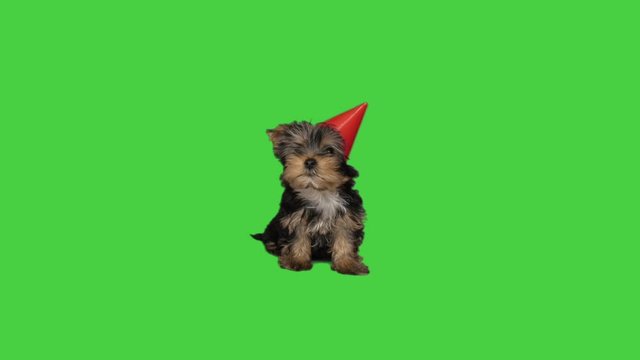 dog in a red hat on a green screen