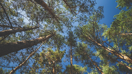 Obraz premium Toned image of looking in the forest on tree tops and clear blue sky